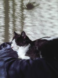 Cat lying on bed