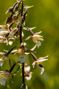 Close-up of white flowering plant