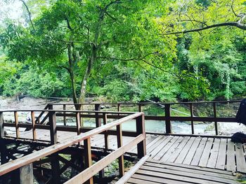 Wooden footbridge amidst trees and plants in forest