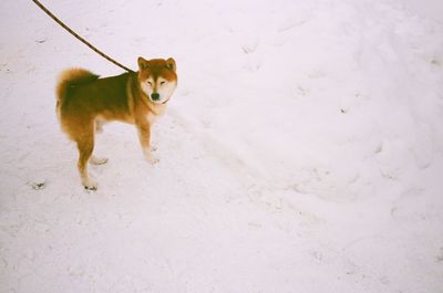 Portrait of dog standing outdoors