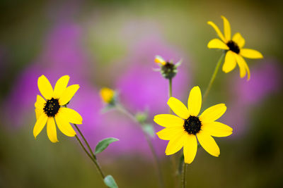 Close-up of honey bee on yellow flower