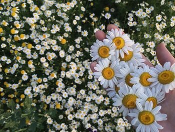 Full frame shot of white daisy flower