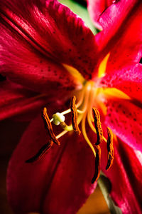 Close-up of butterfly on red flower