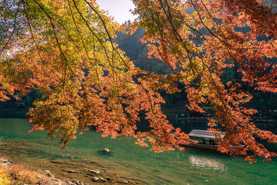 Trees by lake during autumn