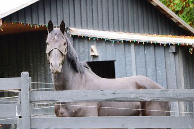 View of horse in stable