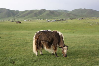 A yak in the peaceful orkhon valley with the orkhon mountain range, ovorkhangai province, mongolia. 