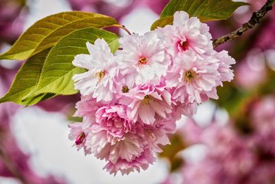 Close-up of pink flowers