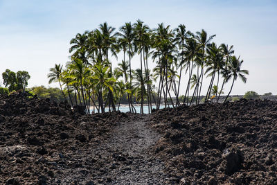 Palm trees on field against sky