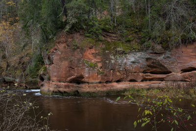 Scenic view of stream in forest