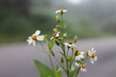 Close-up of white flowering plant