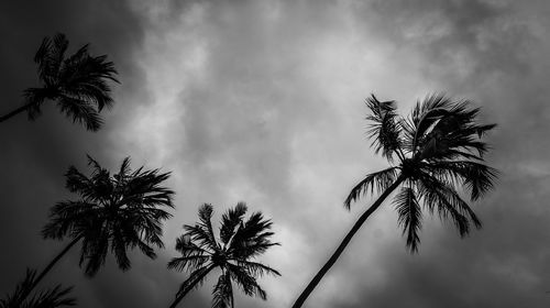 Low angle view of silhouette coconut palm tree against sky