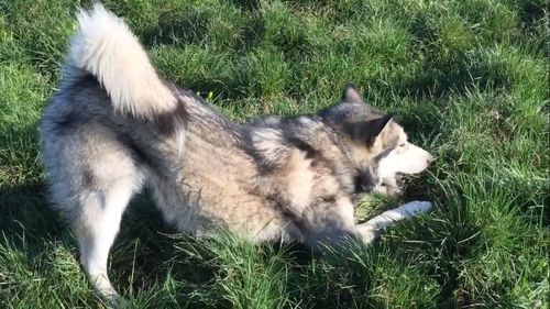 Cat lying on grassy field