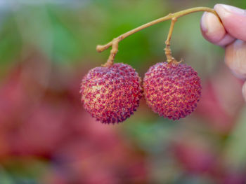 Close-up of lychee. 