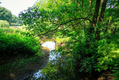 Scenic view of forest