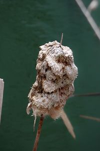 Close-up of dried plant on lake