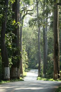 Road amidst trees in forest