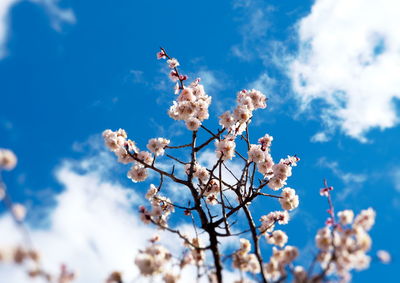 Low angle view of cherry blossoms against sky