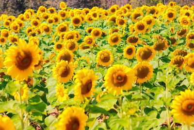 Close-up of yellow flowering plants in field