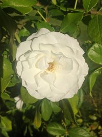 Close-up of white rose flower