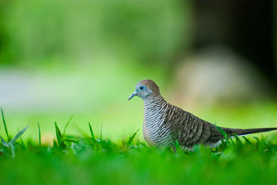 Close-up of bird on grass