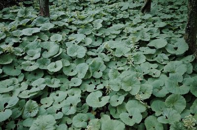 Full frame shot of leaves