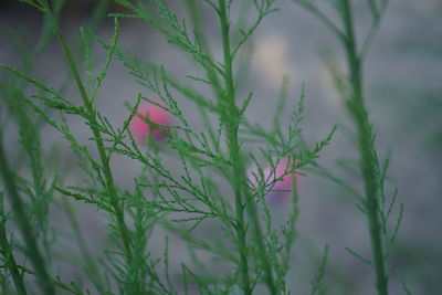 Close-up of flowering plants on field
