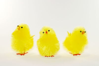 Close-up of yellow birds over white background