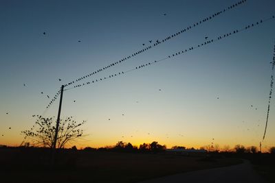 Silhouette of birds flying over landscape