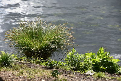 High angle view of plants growing in lake