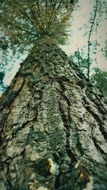 Low angle view of tree trunk against sky