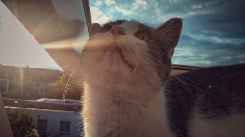 Close-up of cat against sky