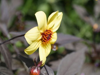 Close-up of yellow flower