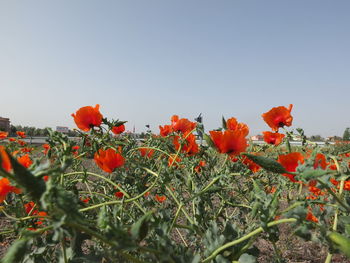 Close-up of poppies blooming on field against clear sky