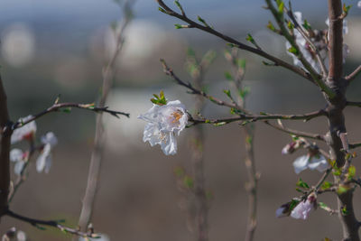 Close-up of cherry blossoms in spring