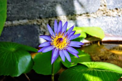 Close-up of purple water lily