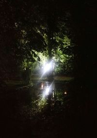 Trees in forest at night