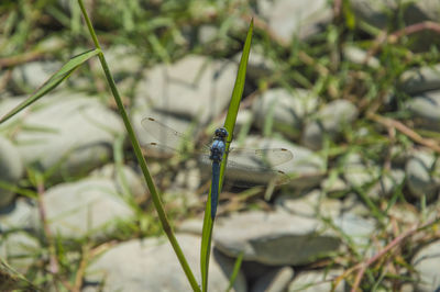 Close-up of a ladybug on plant