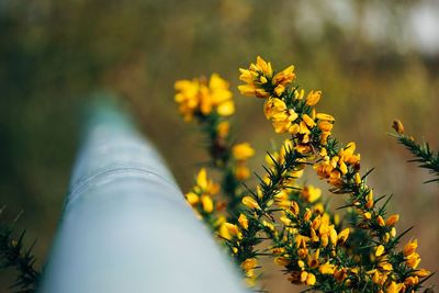 The yellow flowers