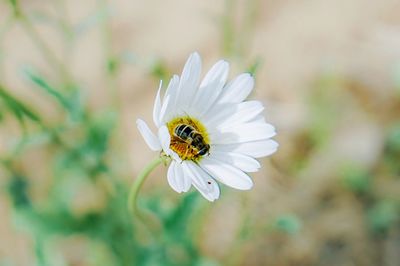 Close-up of bee on white flower