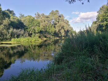 Plants growing on landscape against sky