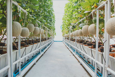 Panoramic shot of plants hanging by railing