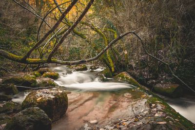 Water flowing through rocks in forest