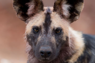 Close-up portrait of a dog