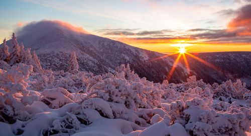 Sunrise in the giant mountains. snow-covered bushes and trees in the sunlight. sniezka