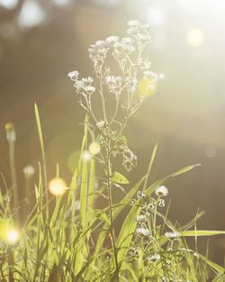 Close-up of flowering plant on field