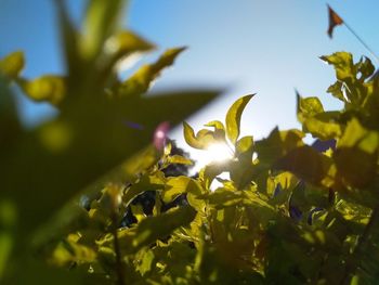 Close-up of leaves on plant in field against sky