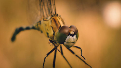 Close-up of dragonfly on plant