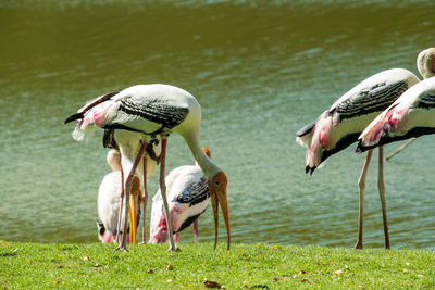 View of birds on lakeshore