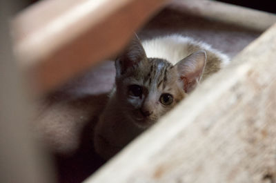 Portrait of kitten at home