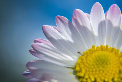 Close-up of yellow flower blooming outdoors